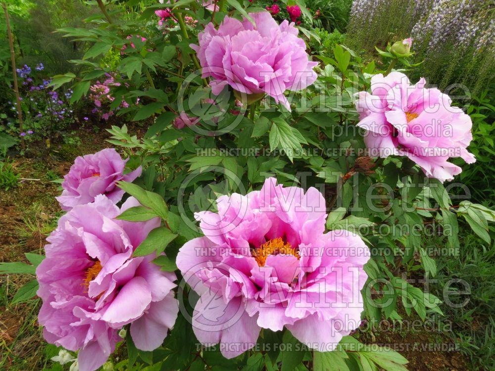 Paeonia Ohfujinishiki (Peony) 2