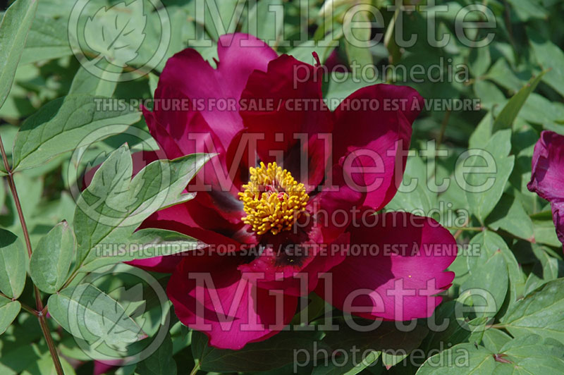 Paeonia Reine Elizabeth (Peony) 1 