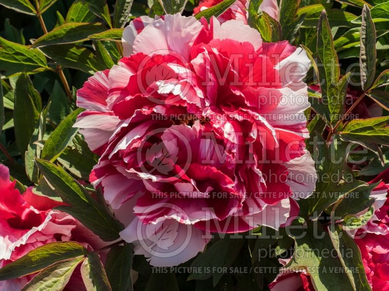 Paeonia Shima-Nishiki or Shimanishiki or Fire Flame (Peony) 3 