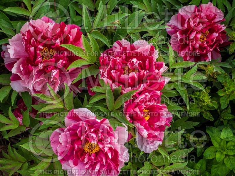 Paeonia Shima-Nishiki or Shimanishiki or Fire Flame (Peony) 1 