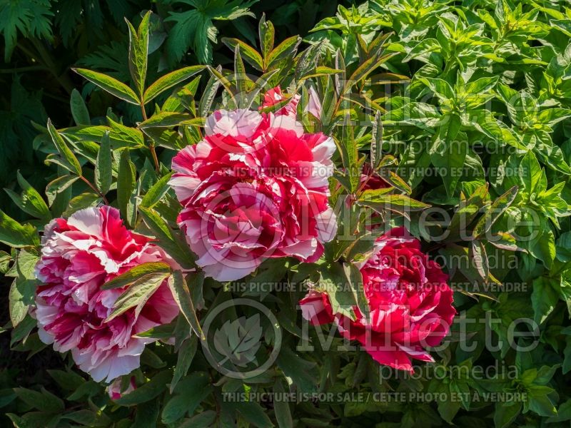 Paeonia Shima-Nishiki or Shimanishiki or Fire Flame (Peony) 5 