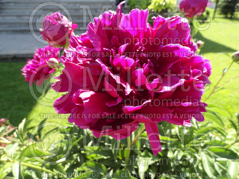 Paeonia Yagumo (Peony) 1