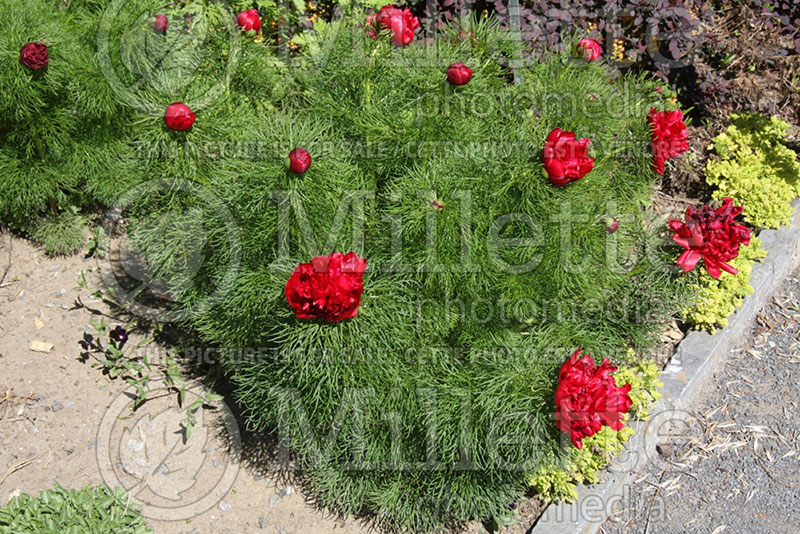 Paeonia tenuifolia var. plena (Fern leaf Peony) 1  