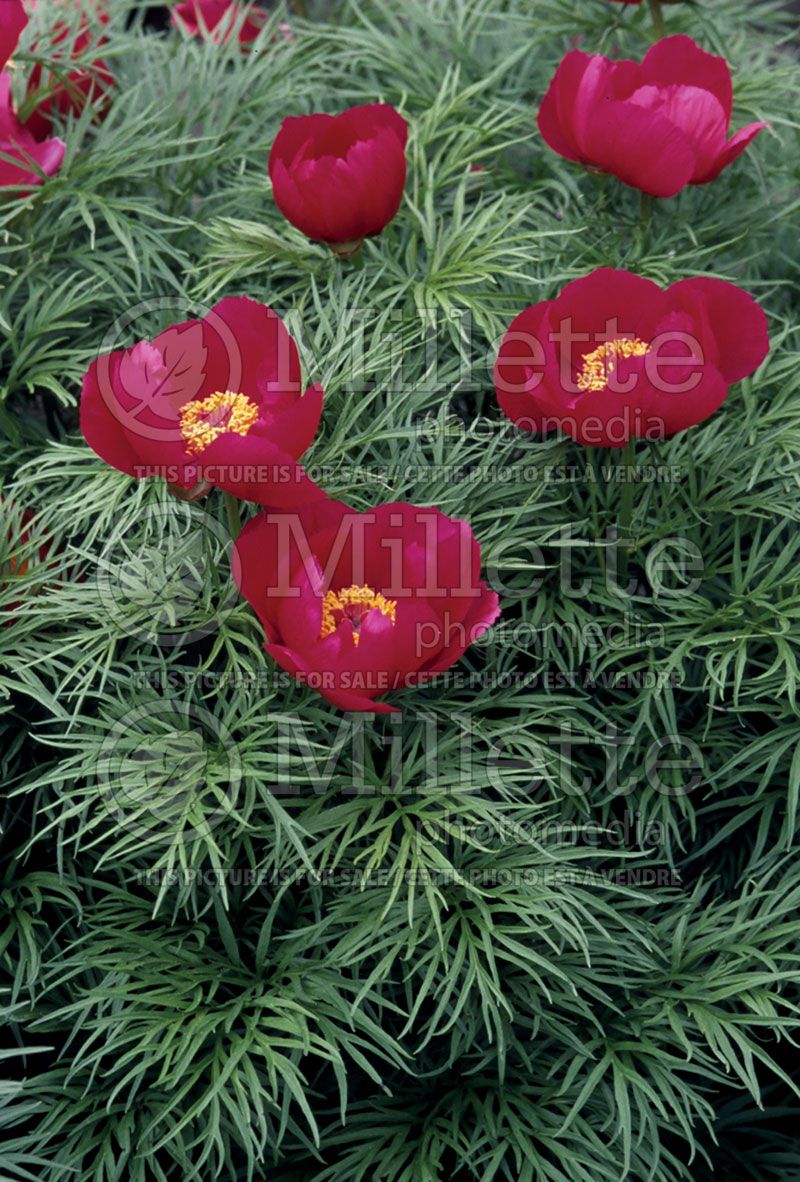 Paeonia tenuifolia (Peony)  2