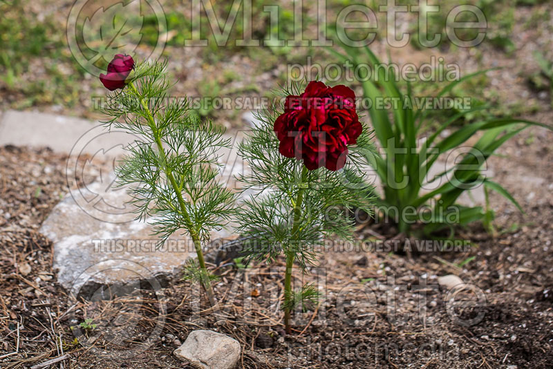 Paeonia tenuifolia var. plena (Fern leaf Peony) 5 