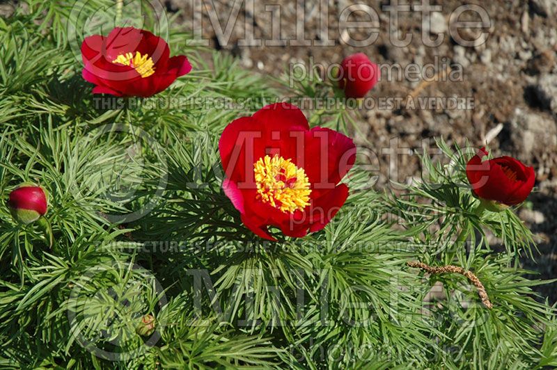 Paeonia tenuifolia plena (Fern leaf Peony) 5