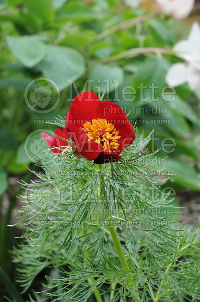 Paeonia tenuifolia (Peony)  3