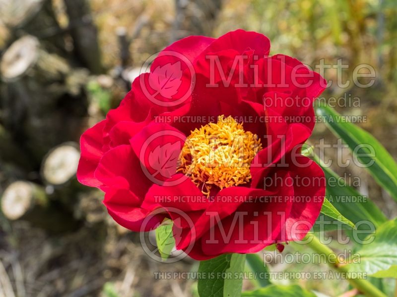 Paeonia The Mackinac Grand (Peony) 1 