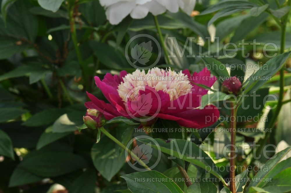 Paeonia White Cap (Peony) 3