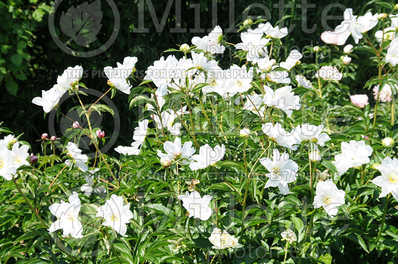 Paeonia White Innocence (Peony) 1 