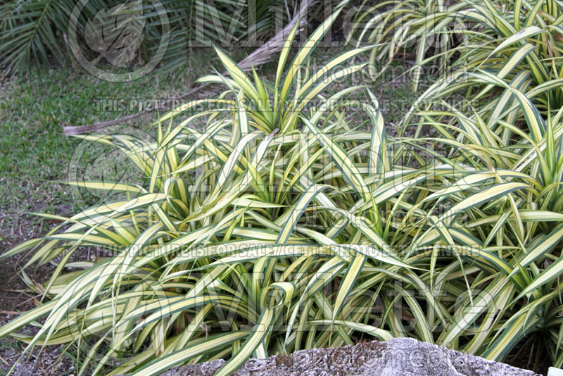 Pandanus Variegata (White-striped Pandanus) 3 