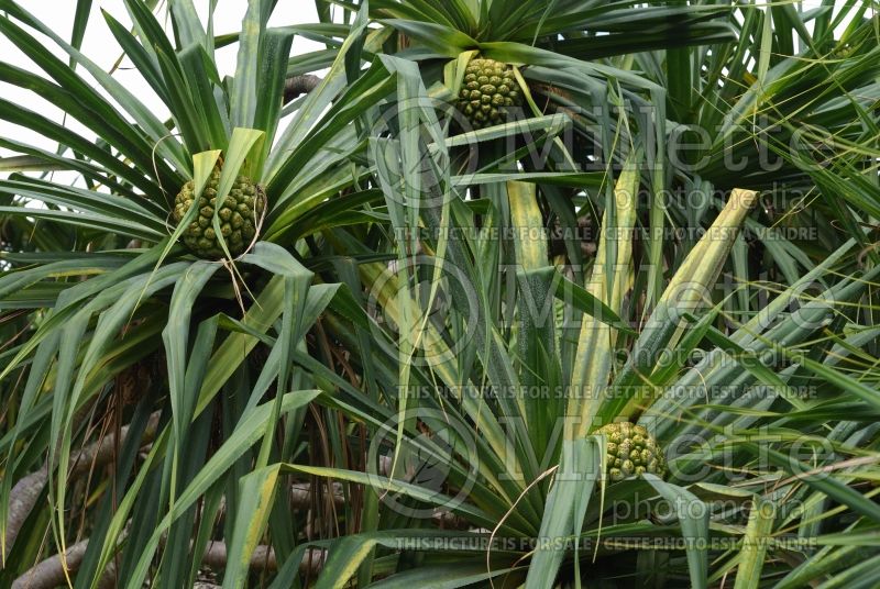 Pandanus tectorius (Screwpine)  1