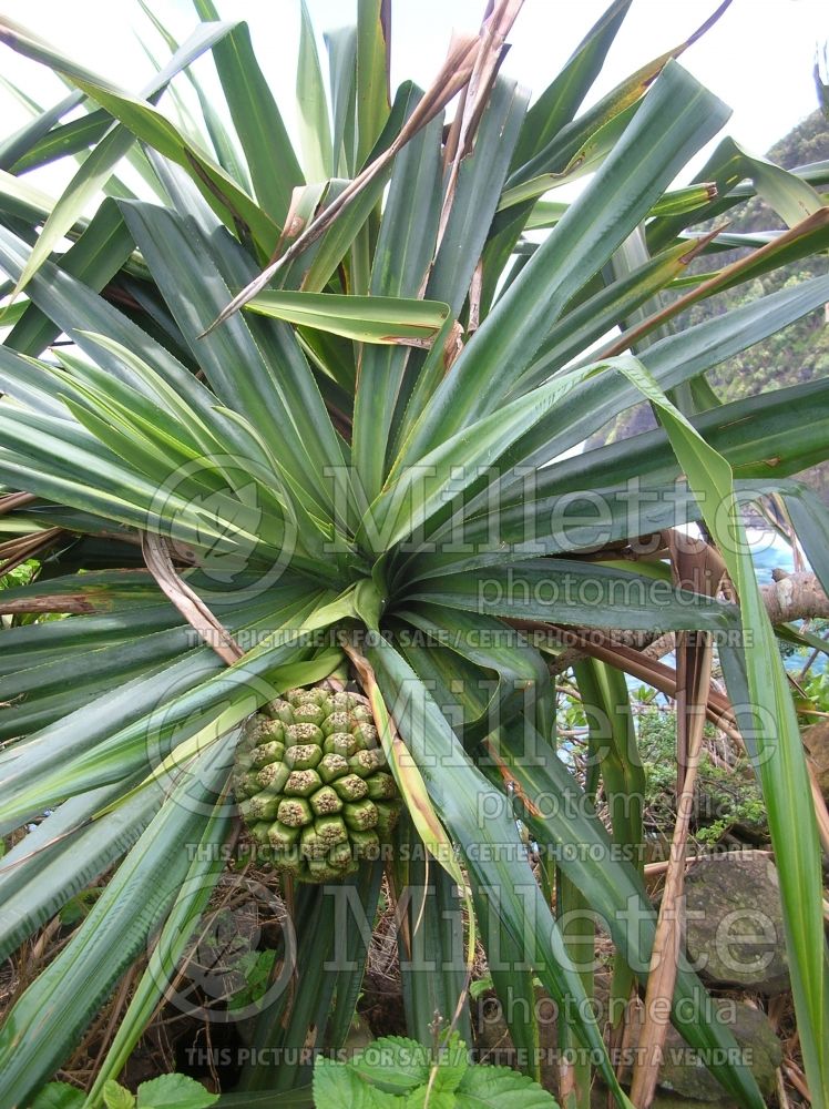 Pandanus tectorius (Screwpine)  2