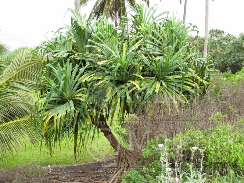 Pandanus tectorius (Screwpine)  3