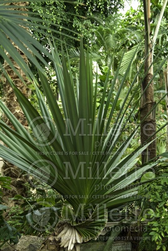 Pandanus Veitchii  (screw pine) 1 