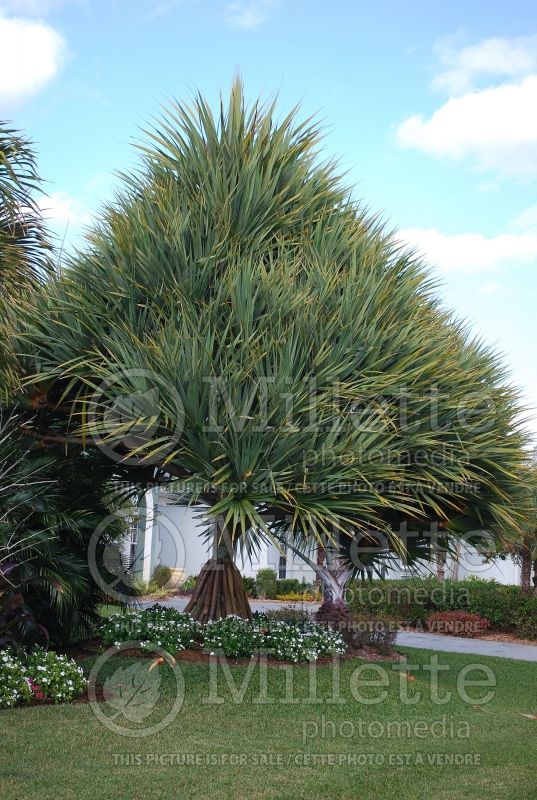 Pandanus utilis (Screwpine)  1