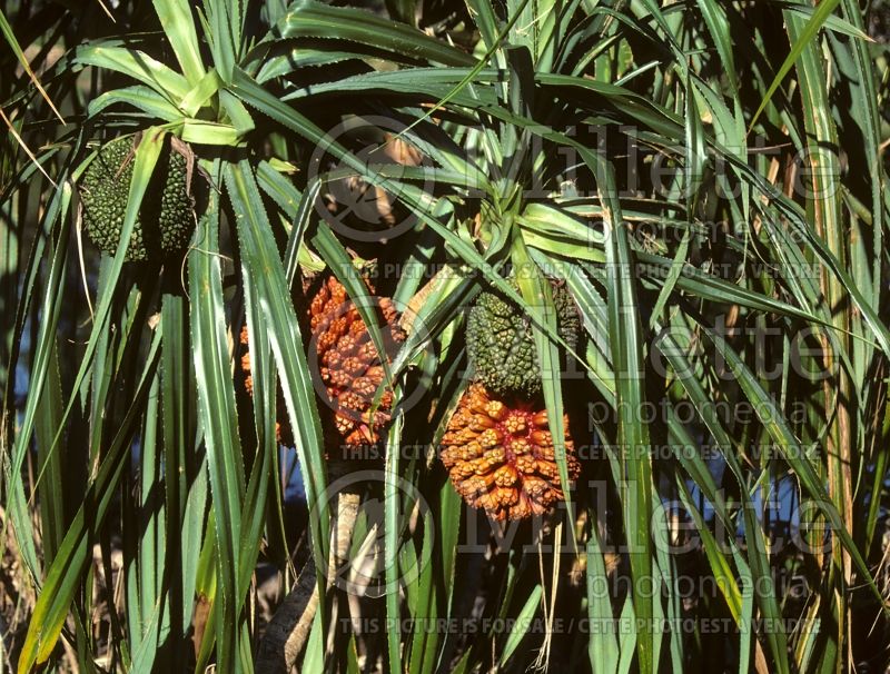 Pandanus utilis (Screwpine)  4