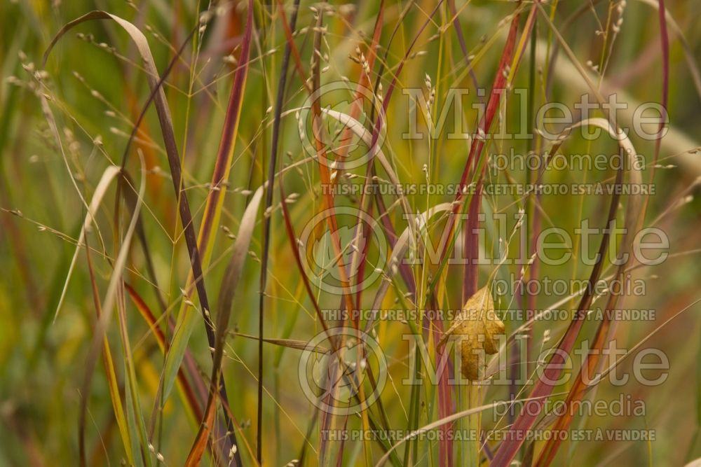 Panicum Prairie Winds Cheyenne Sky (Switch Grass, Panic Grass Ornamental Grass) 4