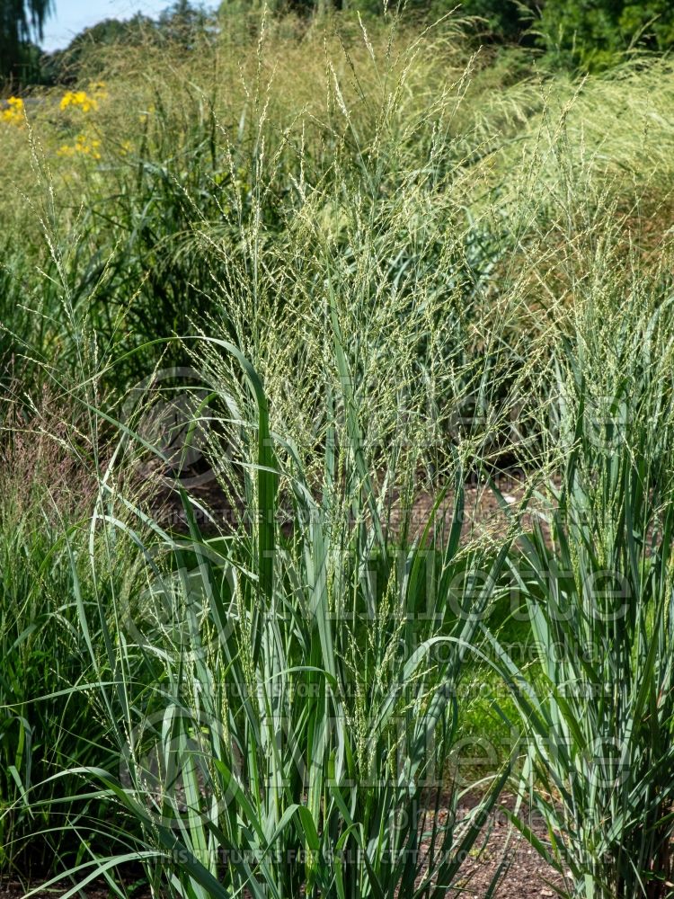 Panicum Prairie Winds Totem Pole (Switch Grass, Panic Grass Ornamental Grass) 3