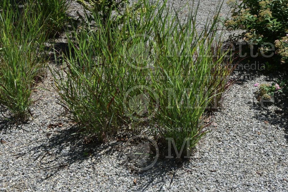 Panicum Shenandoah (Switch Grass, Panic Grass Ornamental Grass) 23