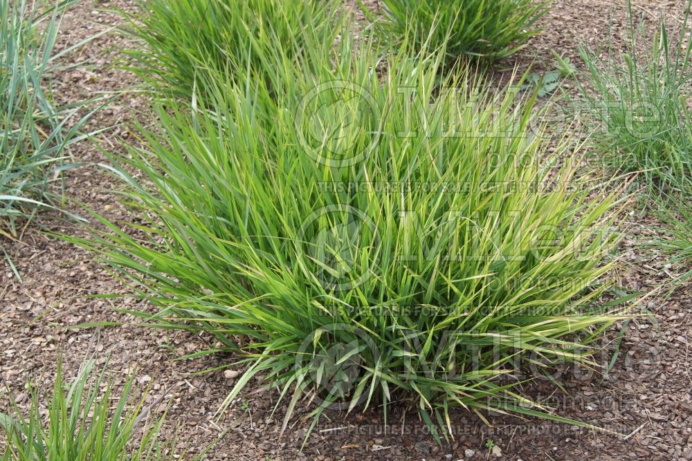 Panicum Warrior (Switch Grass, Panic Grass Ornamental Grass) 2