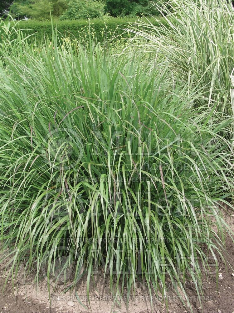 Panicum virgatum Warrior (Switch Grass, Panic Grass Ornamental Grass) 1