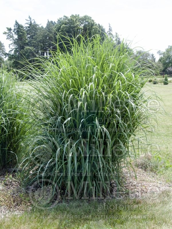 Panicum Dewey Blue (bitter switchgrass) 3  