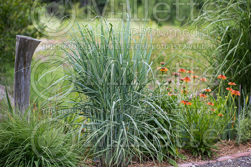 Panicum Dewey Blue (bitter switchgrass) 1  