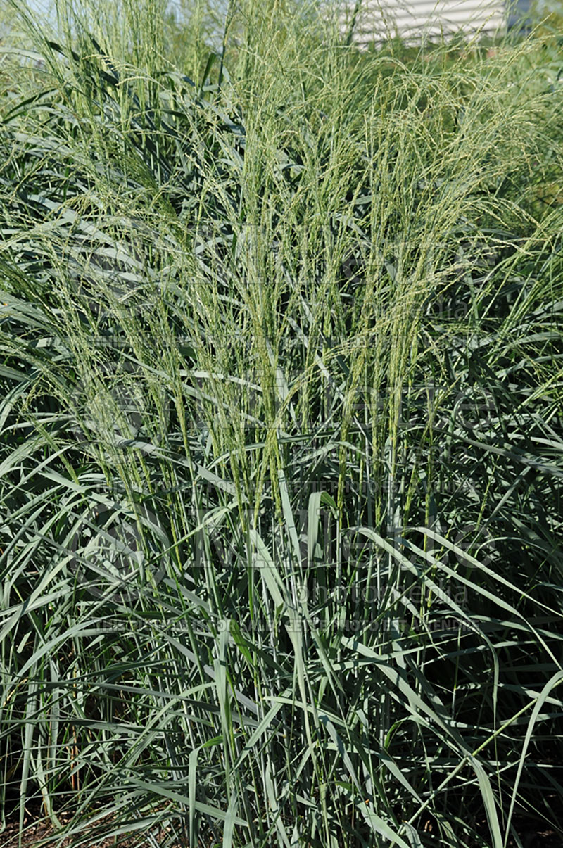 Panicum Dewey Blue (bitter switchgrass) 2  