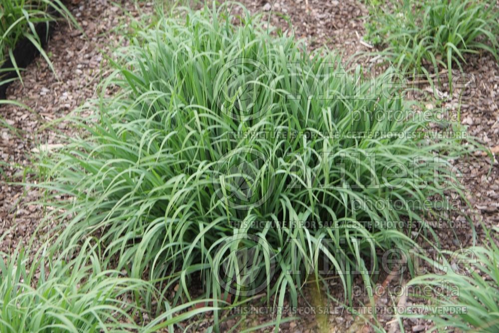 Panicum bulbosum (panic grass) 1 