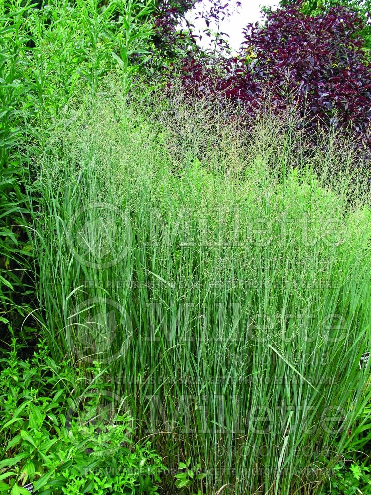 Panicum Heavy Metal (Switch Grass, Panic Grass Ornamental Grass) 12