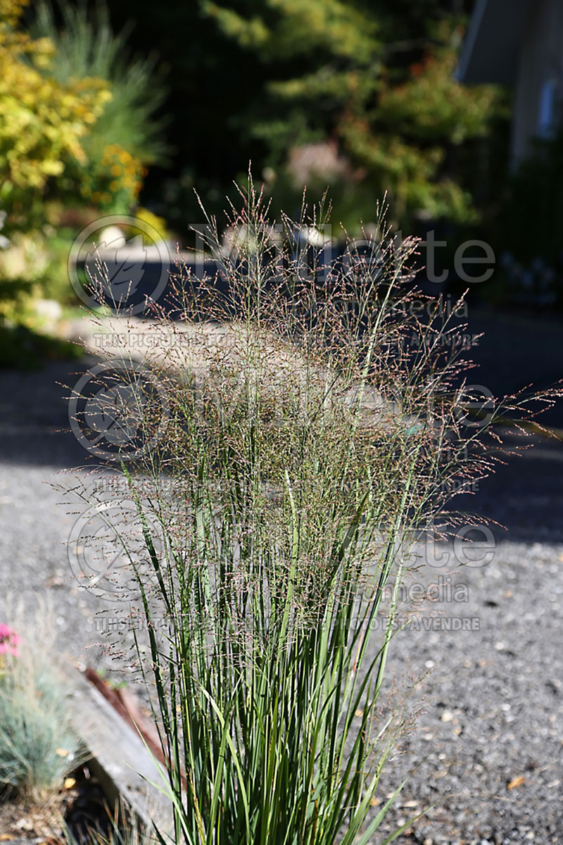 Panicum Northwind (Switch Grass, Panic Grass Ornamental Grass)  5 