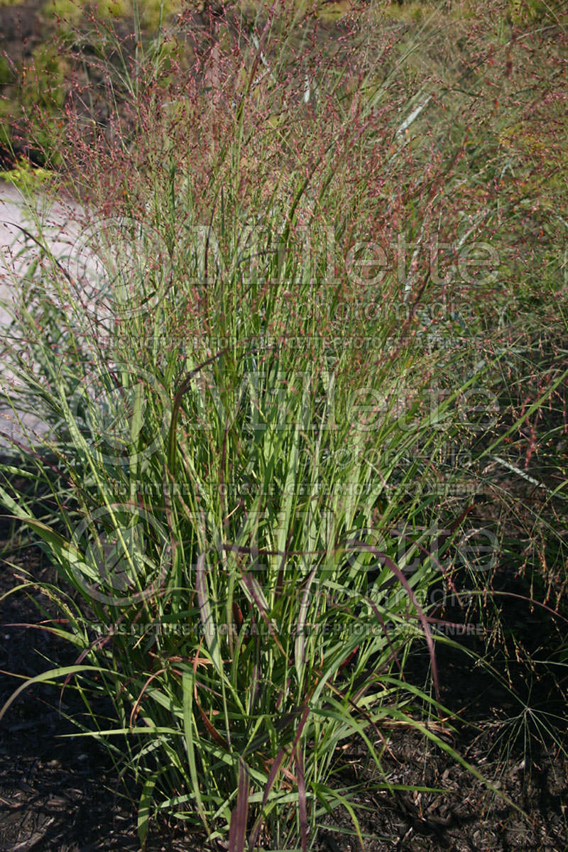 Panicum virgatum (Switch Grass, Panic Grass Ornamental Grass)  1