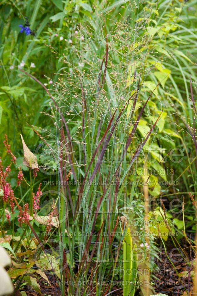 Panicum Blood Brothers (bitter switchgrass) 2