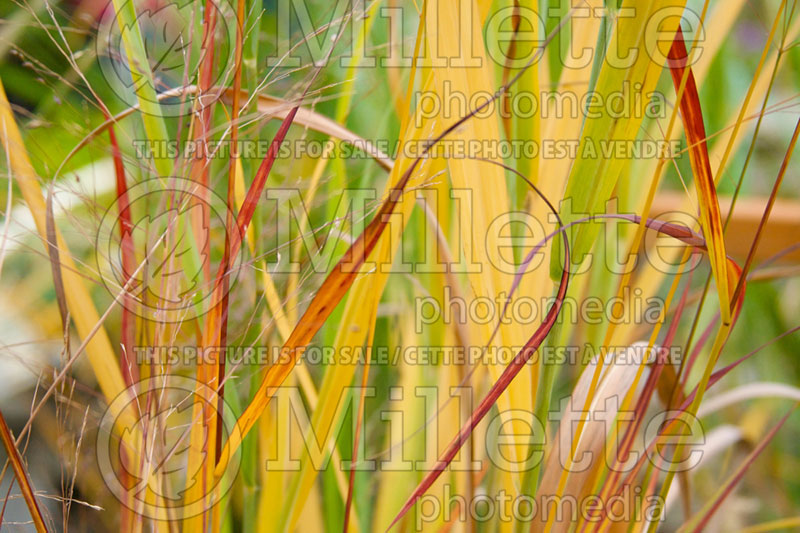 Panicum Blood Brothers (bitter switchgrass) 4  