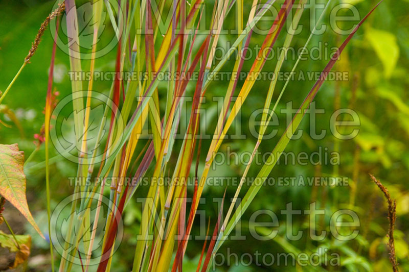 Panicum Blood Brothers (bitter switchgrass) 5  