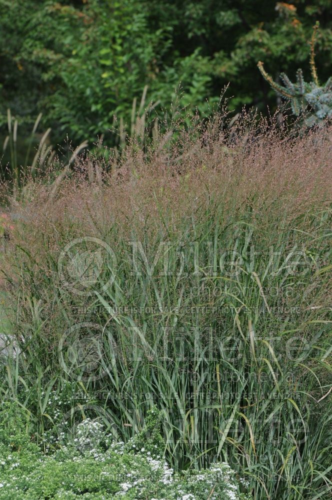 Panicum Prairie Winds Cheyenne Sky (Switch Grass, Panic Grass Ornamental Grass) 2