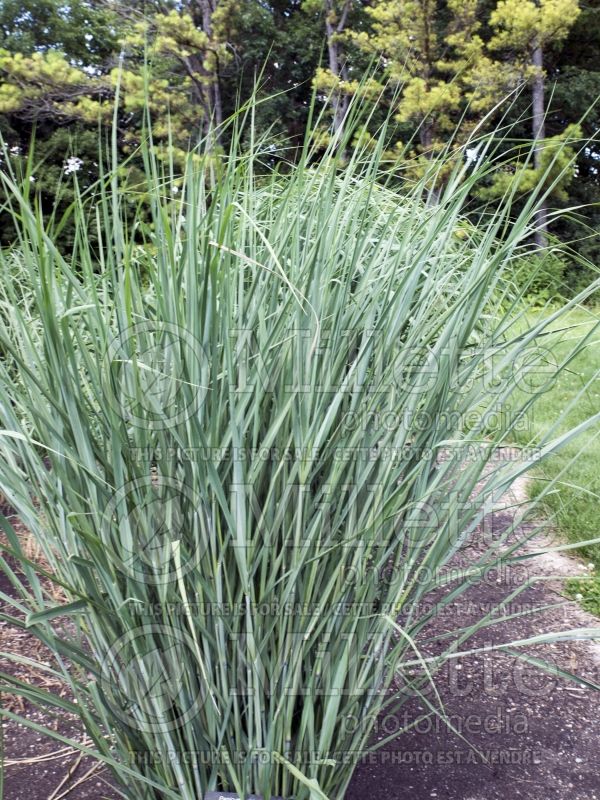 Panicum Cloud Nine (Switch Grass, Panic Grass Ornamental Grass) 6