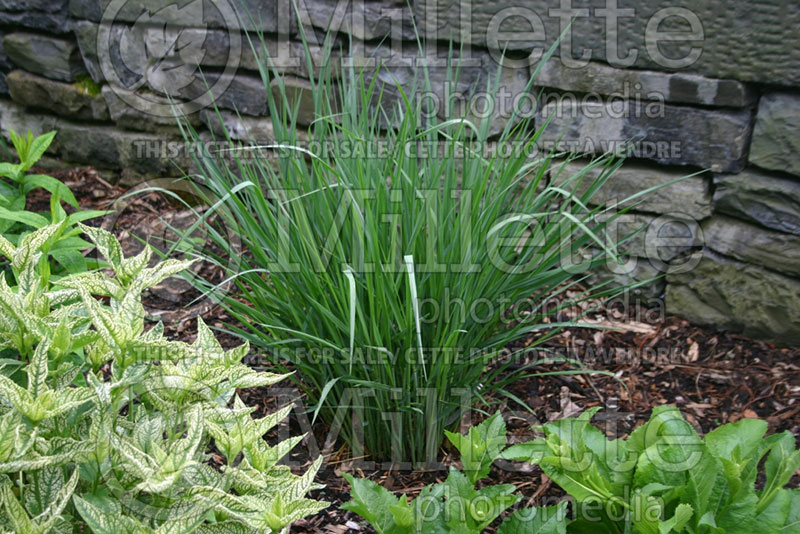 Panicum Cloud Nine (Switch Grass, Panic Grass Ornamental Grass) 2