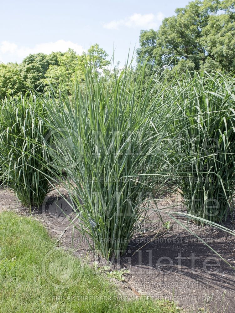 Panicum Cloud Nine (Switch Grass, Panic Grass Ornamental Grass) 7