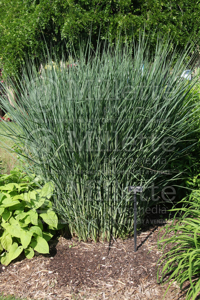 Panicum Cloud Nine (Switch Grass, Panic Grass Ornamental Grass) 1