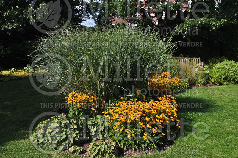 Panicum Cloud Nine (Switch Grass, Panic Grass Ornamental Grass) 4