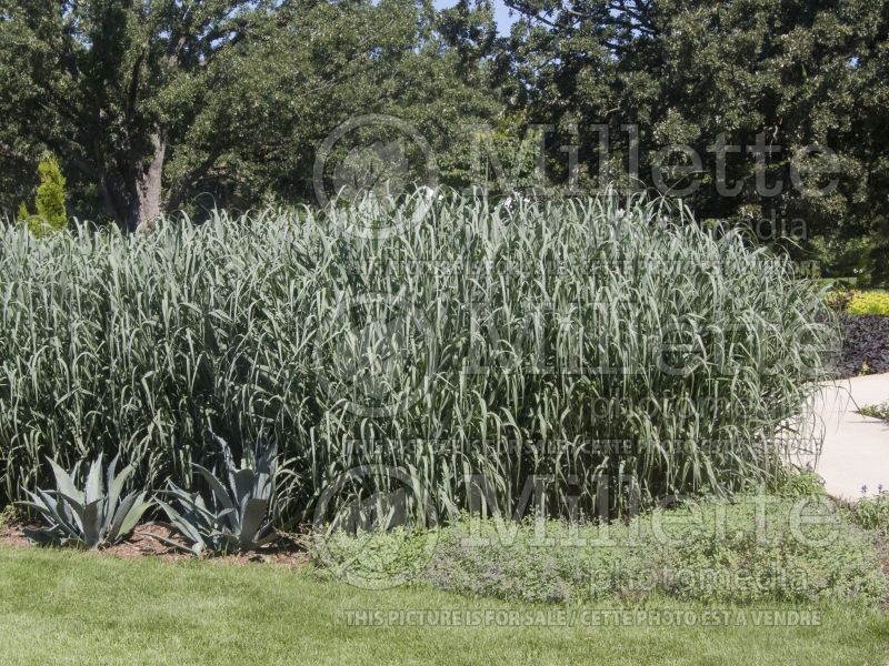 Panicum Dallas Blues (bitter switchgrass) 3  