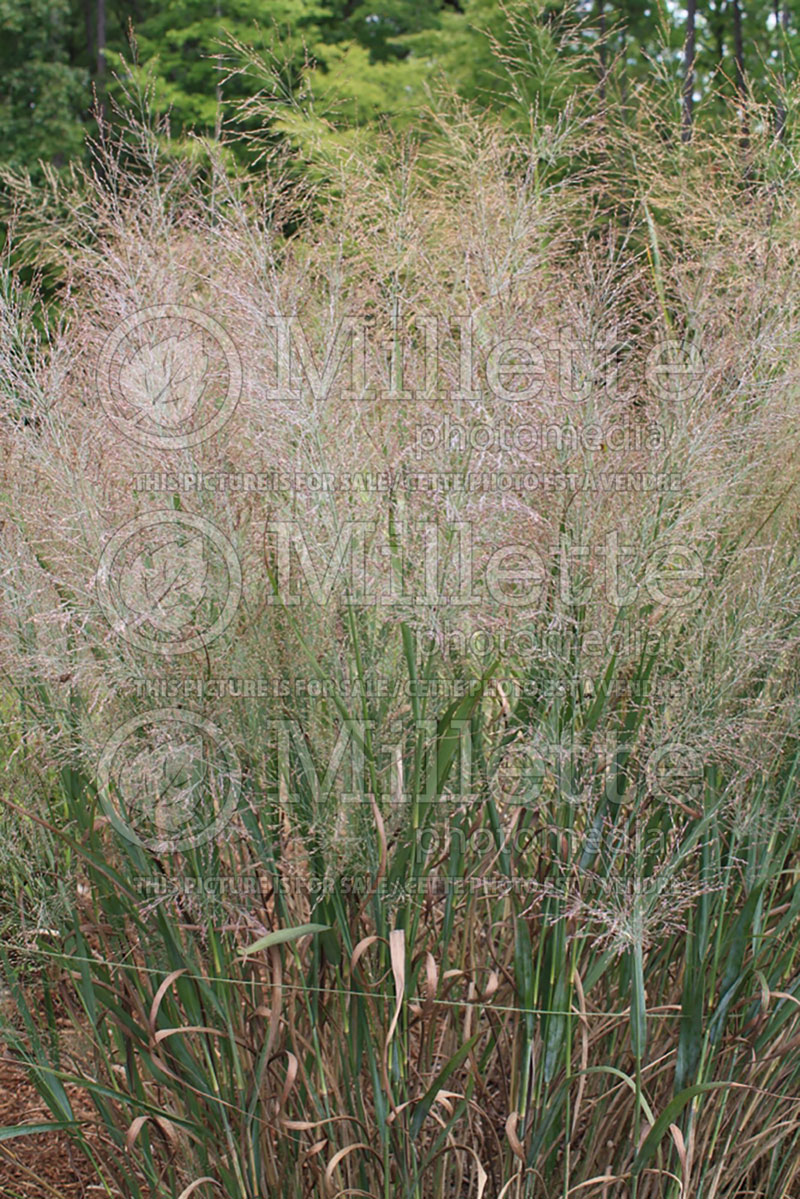 Panicum Dallas Blues (bitter switchgrass) 1  