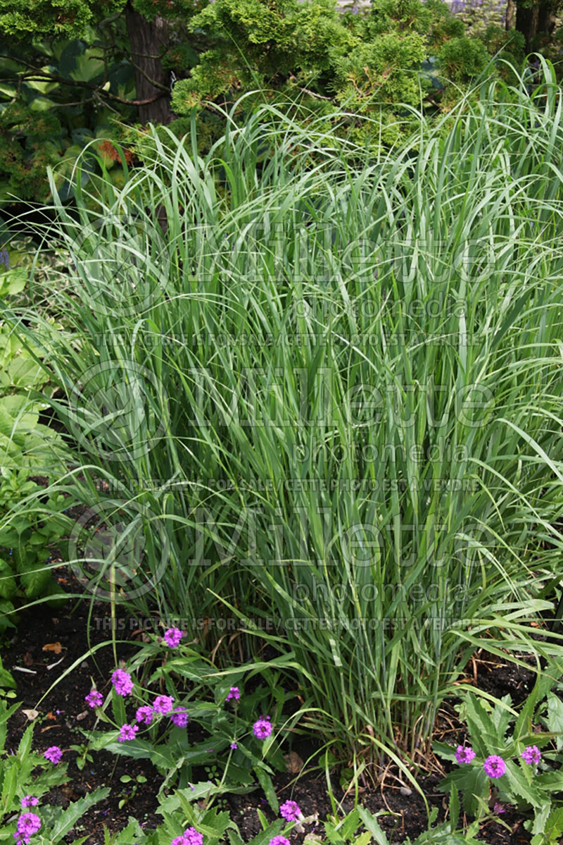 Panicum Heavy Metal (Switch Grass, Panic Grass Ornamental Grass) 2