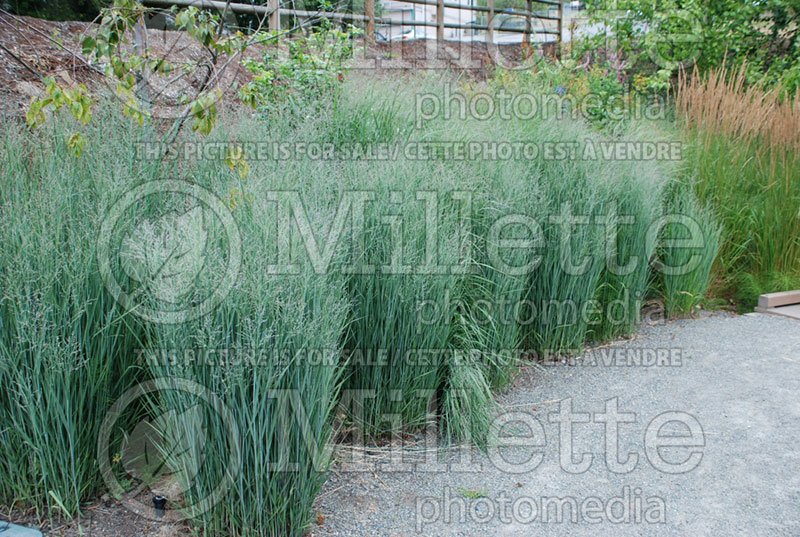 Panicum Heavy Metal (Switch Grass, Panic Grass Ornamental Grass) 7