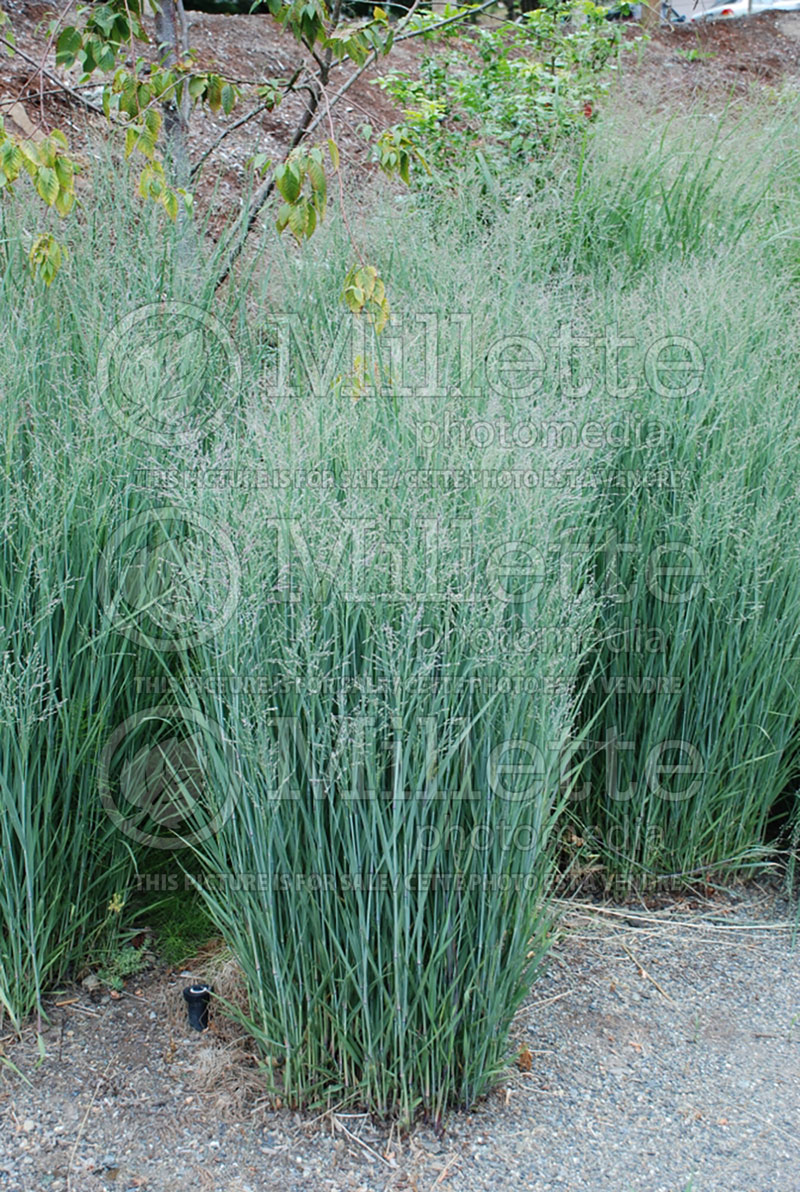 Panicum Heavy Metal (Switch Grass, Panic Grass Ornamental Grass) 6