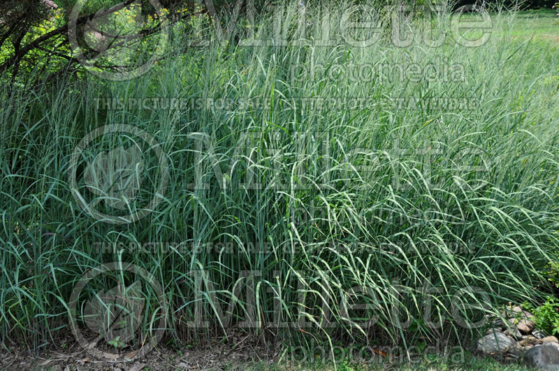 Panicum Heavy Metal (Switch Grass, Panic Grass Ornamental Grass) 8