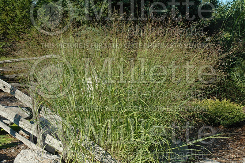 Panicum Heavy Metal (Switch Grass, Panic Grass Ornamental Grass) 1