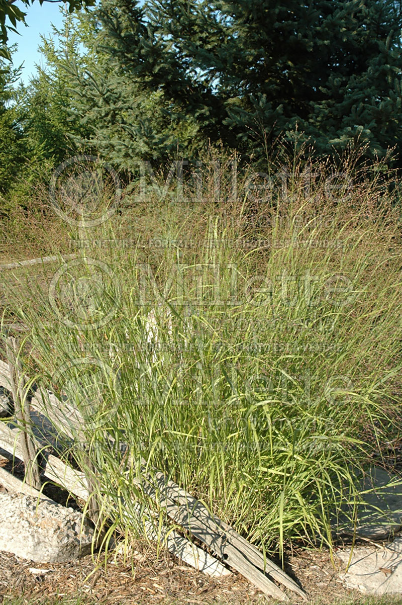 Panicum Heavy Metal (Switch Grass, Panic Grass Ornamental Grass) 11